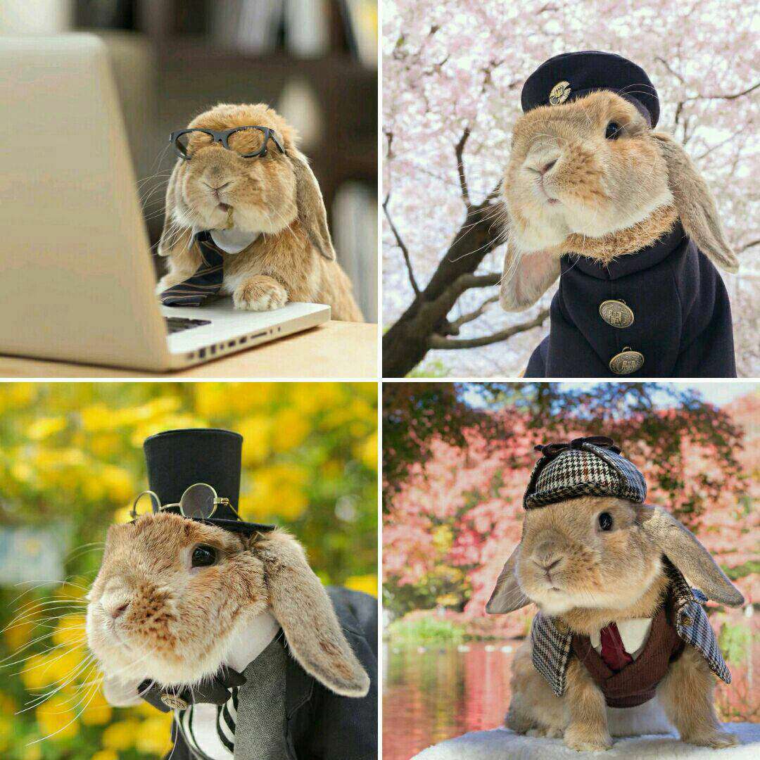 "پيتر" خرگوش نري است که افتخار خوشتيپ ترين حيوان جهان نصيب اش شده است .اودر مراسمي که هيات داوران عکس هاي بيش ازهزارحيوان را بررسي مي کردند رای آورد